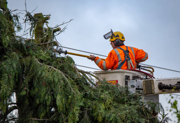 Seasonal Cleanup (Spring/Fall) in Winona Lake, IN